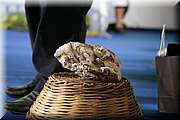 IMG_3620.JPG