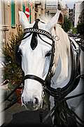 IMG_2481.JPG