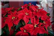 IMG_4990.jpg