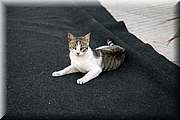 _MG_7605.jpg
