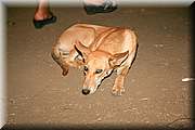 IMG_4438.jpg